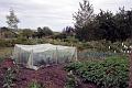 Allotments 8